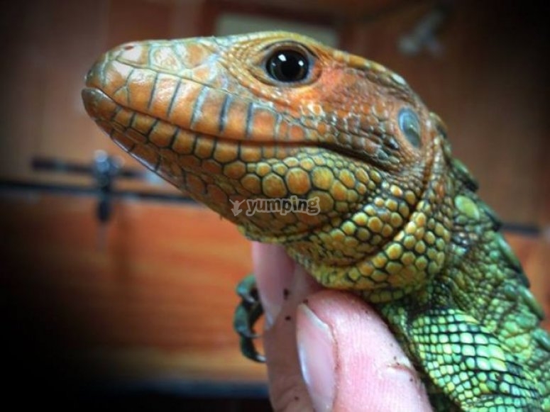 Reptile prices clearance
